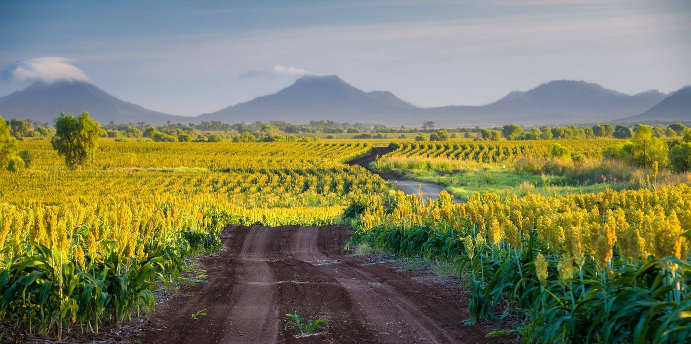 A farm track through golden sorghum fields towards the Peak Range near Capella